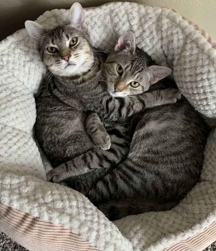 Dez (M) and Ellie (F) Bonded Pair 5