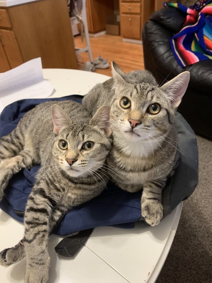 Dez (M) and Ellie (F) Bonded Pair, an adoptable Domestic Short Hair in Portland, OR_image-6