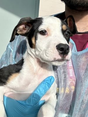 Sea Dog (FOSTER TO ADOPT)