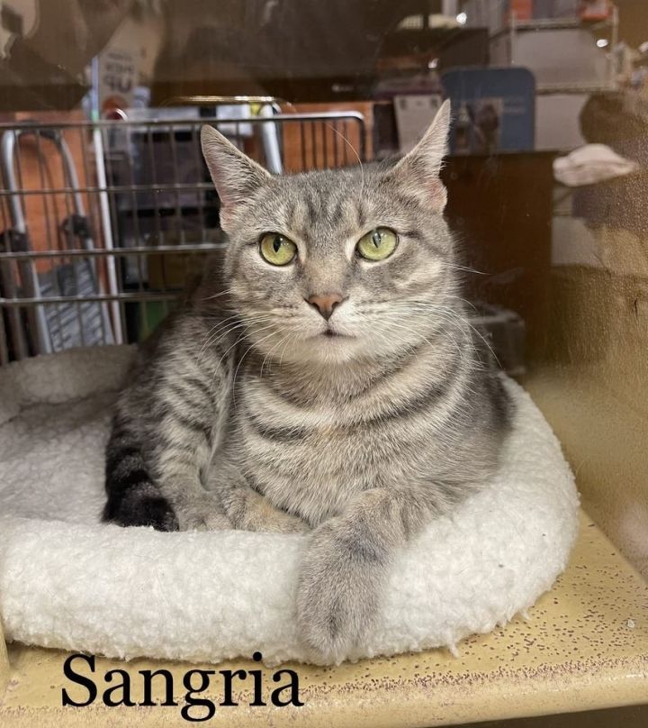 Sangria (23-593), an adoptable American Wirehair & American Shorthair Mix in Seven Valleys, PA_image-1