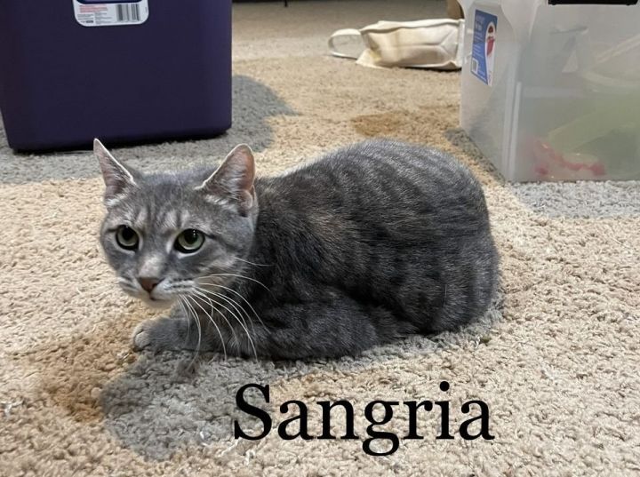 Sangria (23-593), an adoptable American Wirehair & American Shorthair Mix in Seven Valleys, PA_image-2