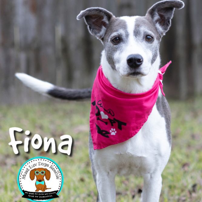 Dog for adoption - Fiona, a Terrier & Labrador Retriever Mix in Zachary ...