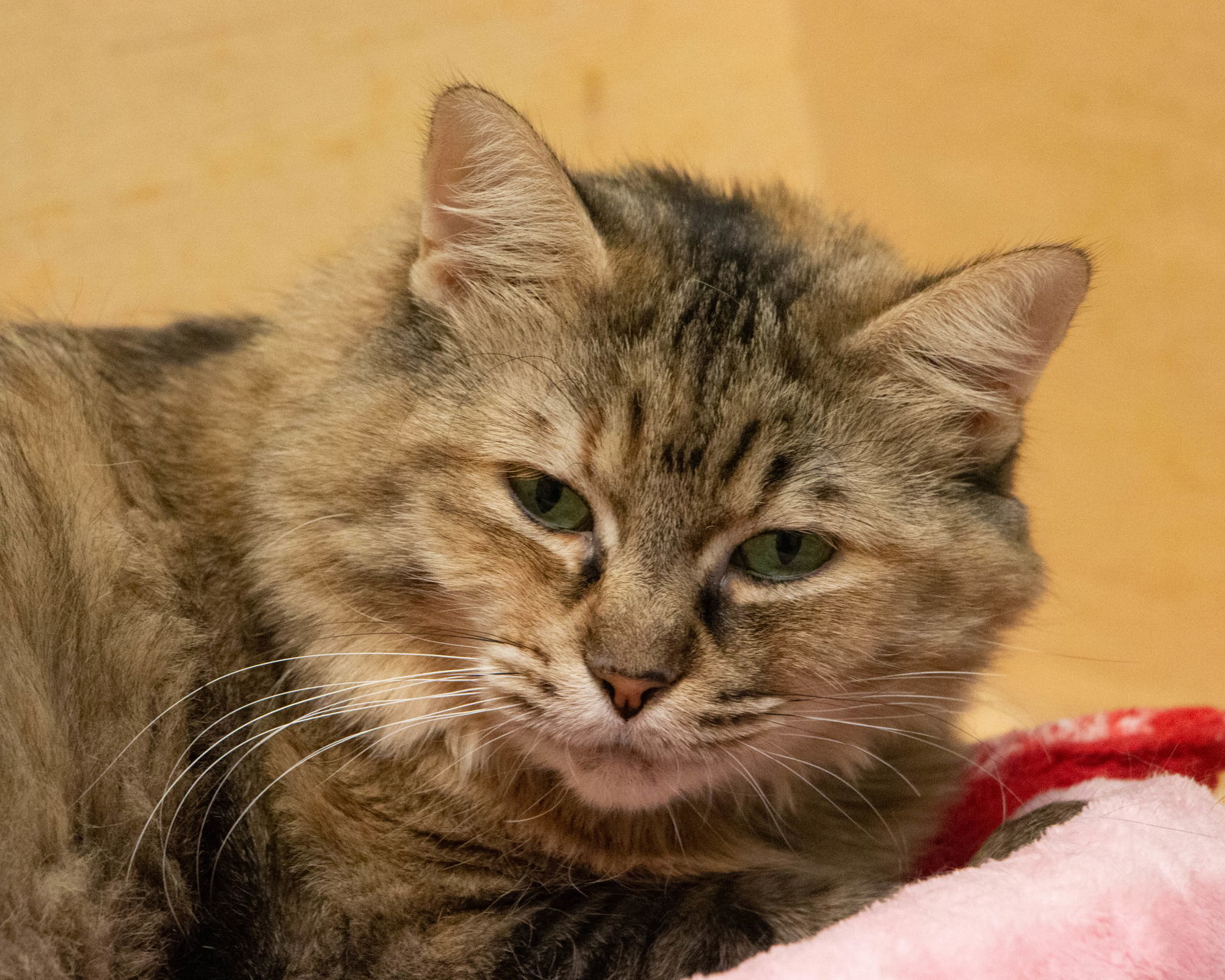 Naomi, an adoptable Domestic Long Hair in Fargo, ND, 58103 | Photo Image 1