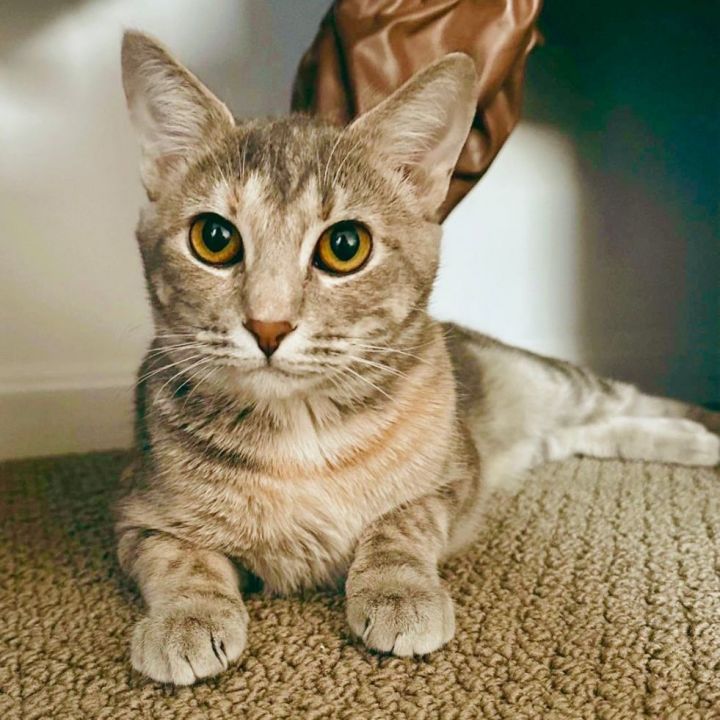 Macy, an adoptable Dilute Calico & Tabby Mix in Bethel, CT_image-3
