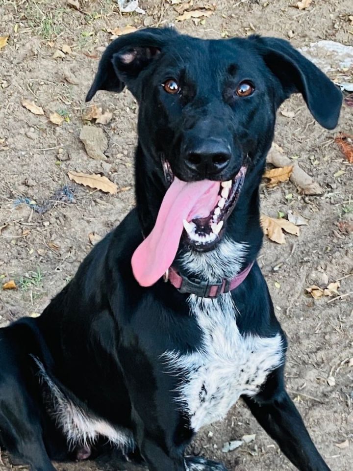 German shorthaired clearance shepherd mix