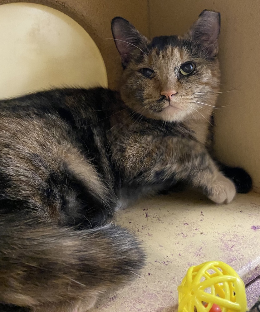 Catrina, an adoptable Domestic Short Hair in Panama City Beach, FL, 32408 | Photo Image 1