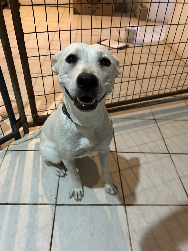 Ivory, an adoptable Rhodesian Ridgeback, Labrador Retriever in Big Spring, TX, 79720 | Photo Image 1