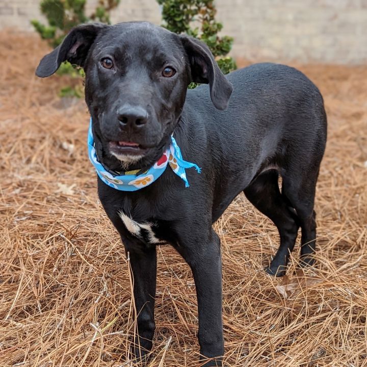 Espresso, an adoptable Coonhound & Catahoula Leopard Dog Mix in Helena, AL_image-1