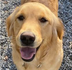 Dog for adoption Allie a Golden Retriever in Bath OH Petfinder