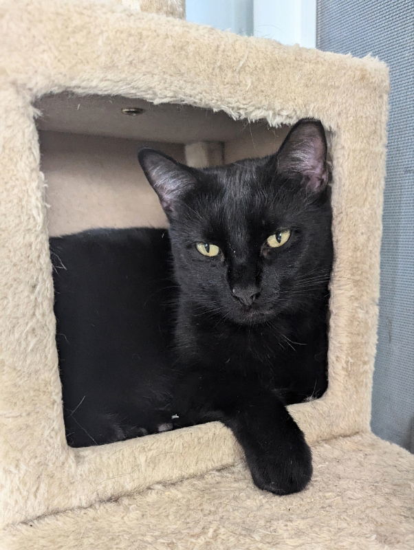 Sissy, an adoptable Domestic Short Hair, Bombay in Ocala, FL, 34482 | Photo Image 1
