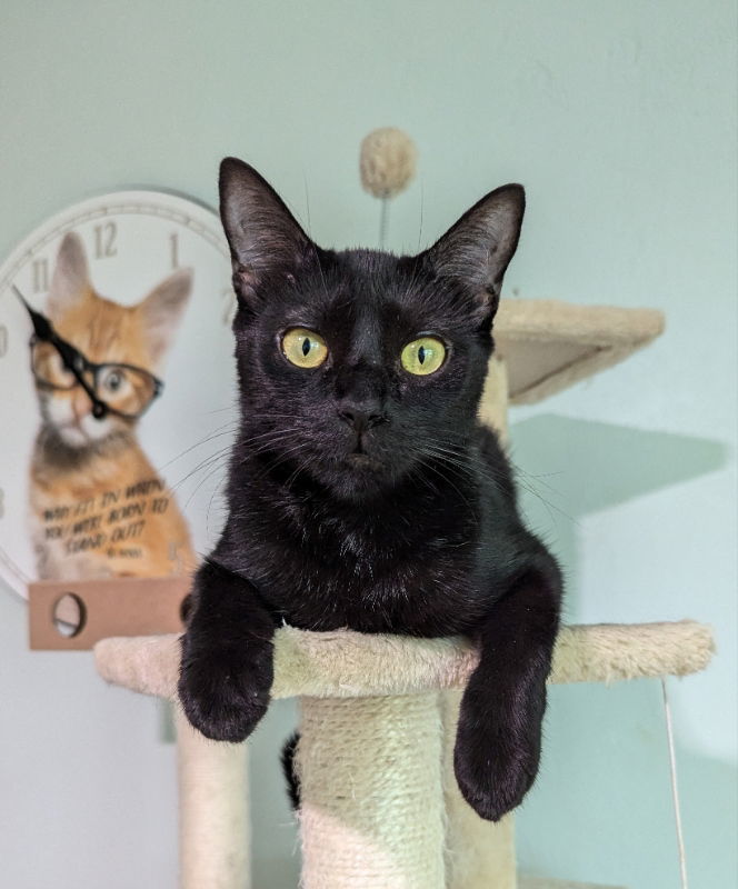 Sissy, an adoptable Domestic Short Hair, Bombay in Ocala, FL, 34482 | Photo Image 2