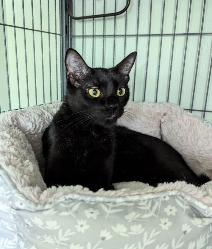 Sissy, an adoptable Domestic Short Hair, Bombay in Ocala, FL, 34482 | Photo Image 3