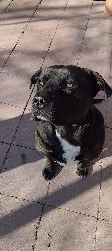 Labrador clearance staffy mix