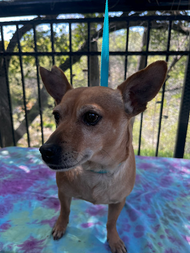 Petfinder chihuahua best sale