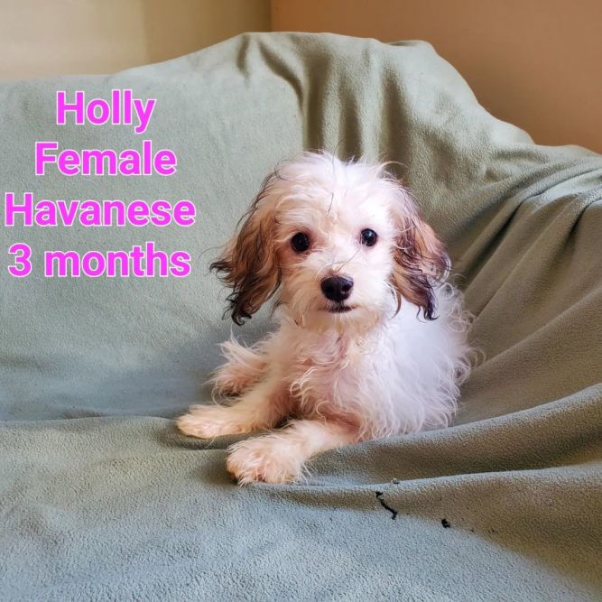 Holly