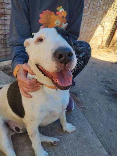 Petfinder store bull terrier