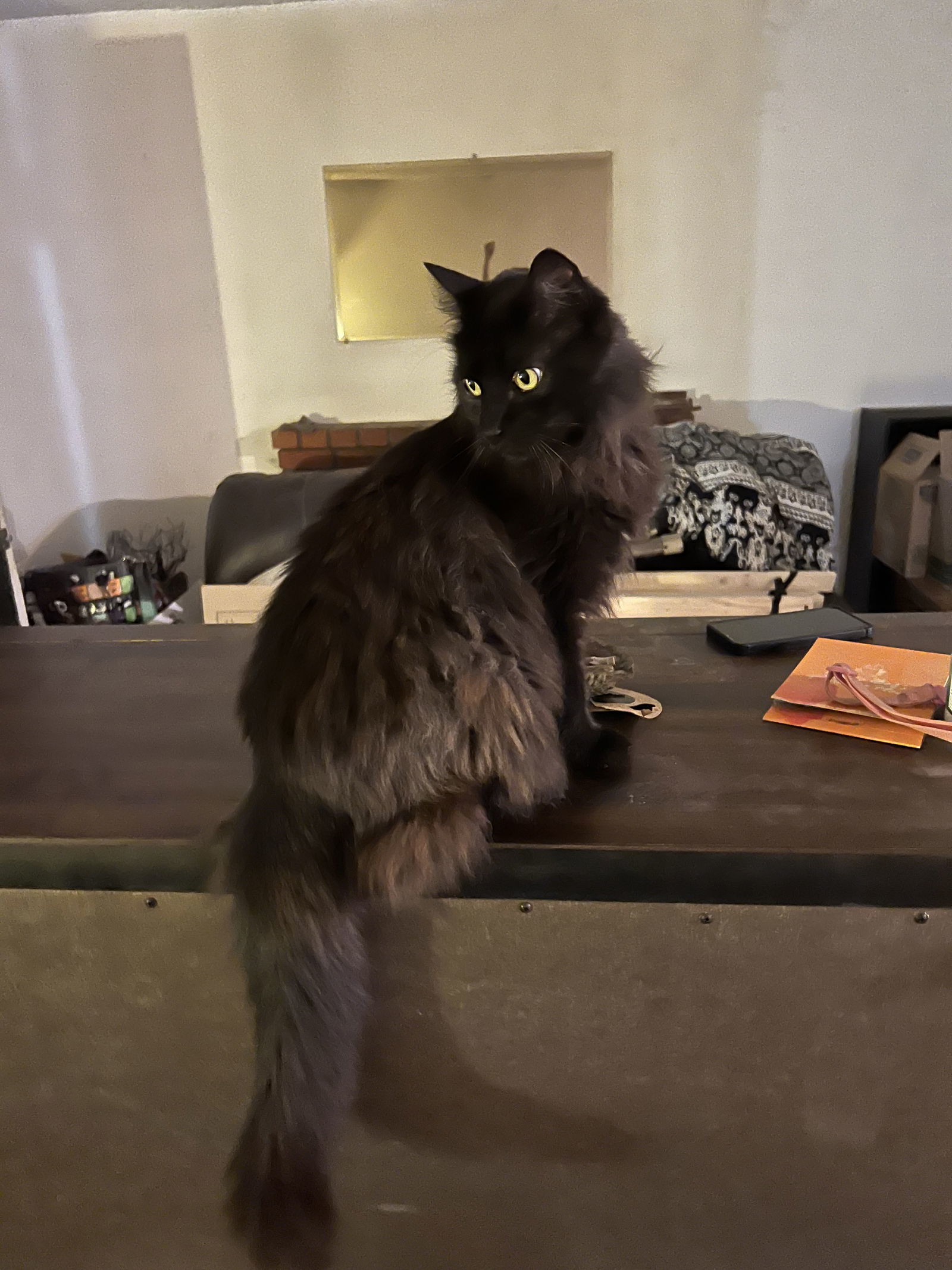 Shadow Princess Pudge, an adoptable Domestic Long Hair in Escondido, CA, 92026 | Photo Image 1