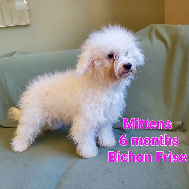 Mittens , an adopted Bichon Frise in Naperville, IL_image-1