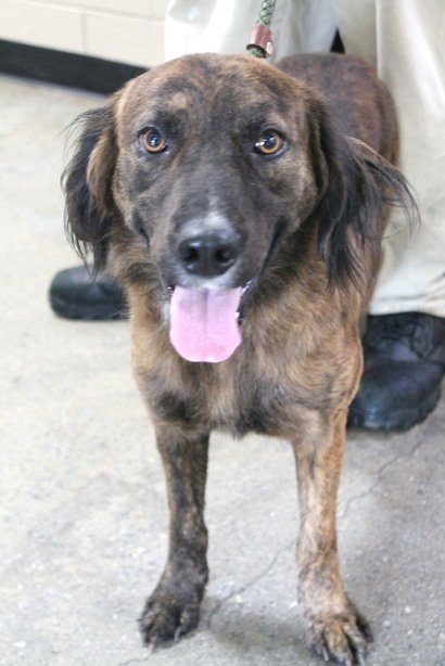 Ulric, an adoptable Spaniel in Carrollton, GA, 30117 | Photo Image 2
