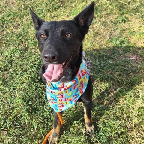 Griselda, an adoptable Shepherd in Harlingen, TX, 78550 | Photo Image 1