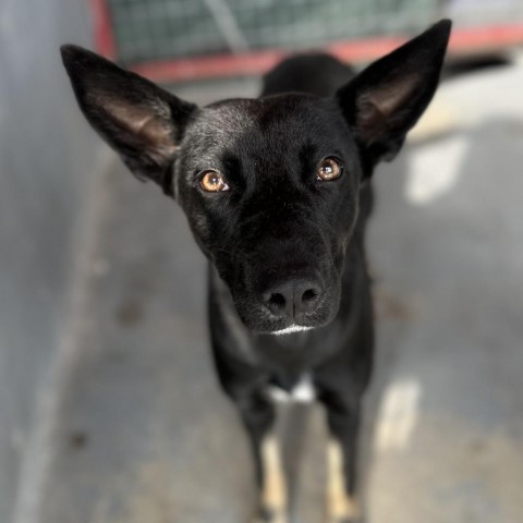 Griselda, an adoptable Shepherd in Harlingen, TX, 78550 | Photo Image 2