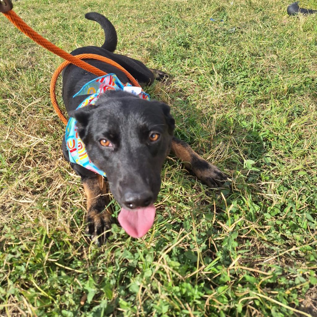 Griselda, an adoptable Shepherd in Harlingen, TX, 78552 | Photo Image 2