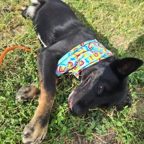 Griselda, an adoptable Shepherd in Harlingen, TX, 78550 | Photo Image 3