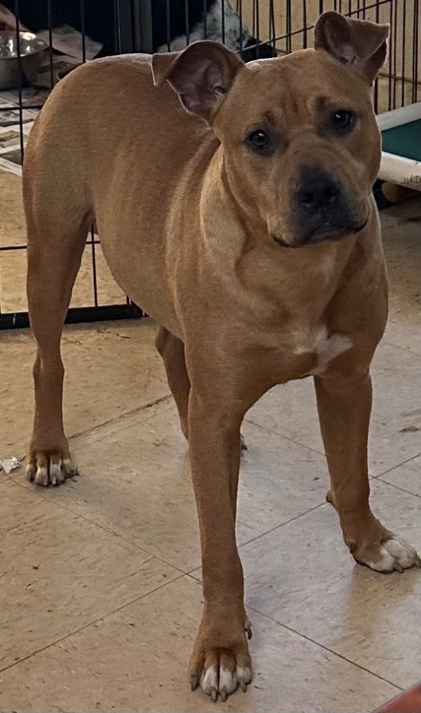 GIBBS, an adoptable Pit Bull Terrier in Marianna, FL, 32447 | Photo Image 1