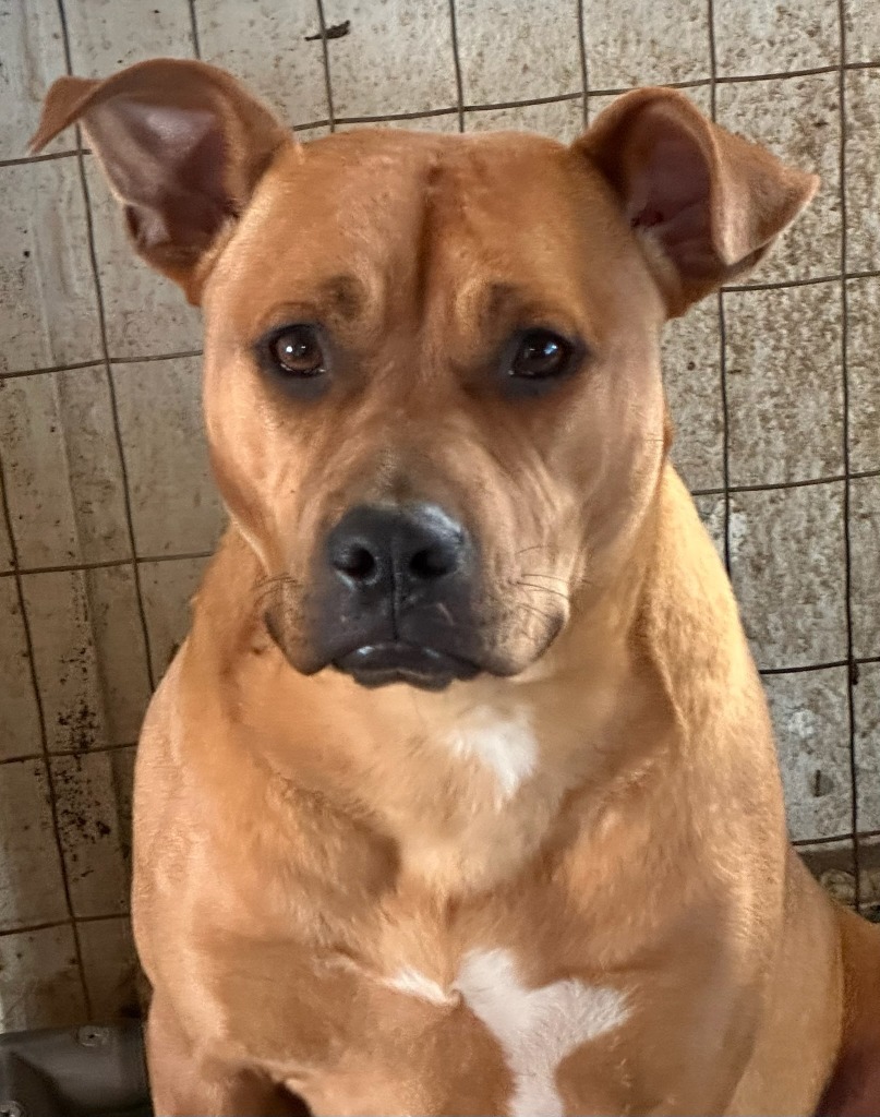 GIBBS, an adoptable Pit Bull Terrier in Marianna, FL, 32447 | Photo Image 2