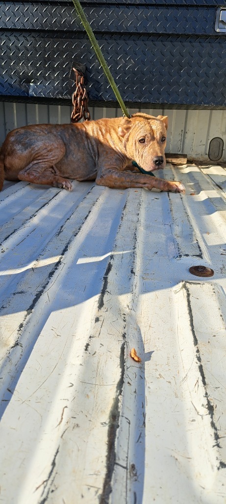 GIBBS, an adoptable Pit Bull Terrier in Marianna, FL, 32447 | Photo Image 3