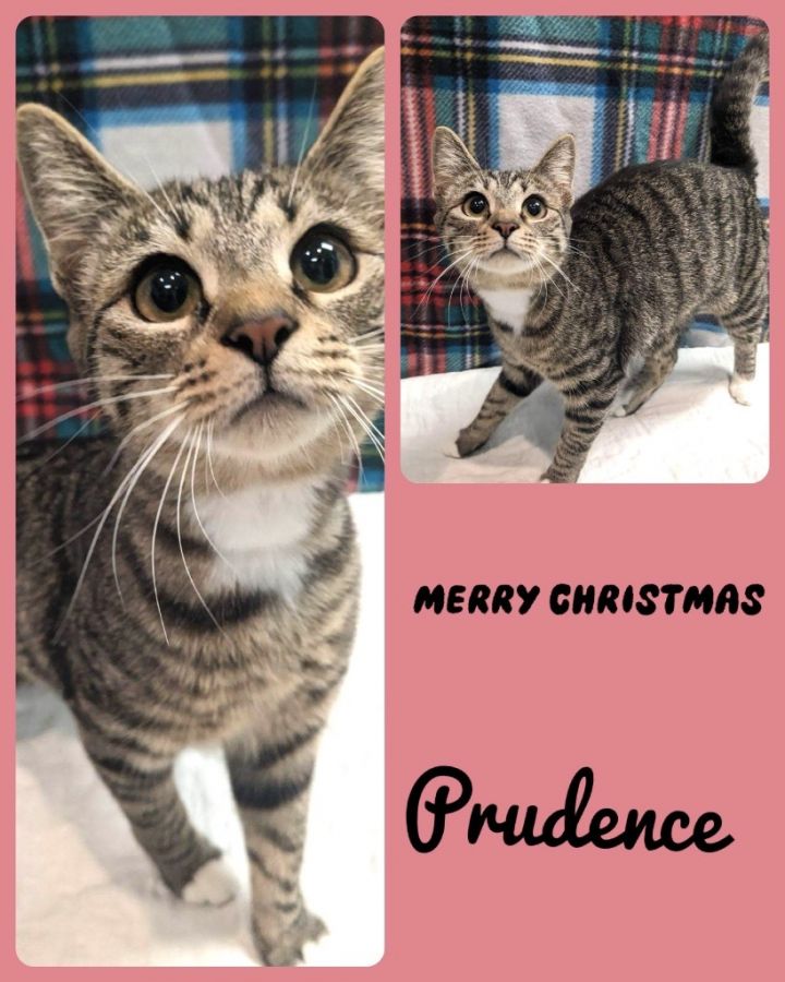 Prudence, an adoptable Domestic Short Hair in Blountville, TN_image-1