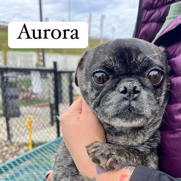 Aurora pug hotsell