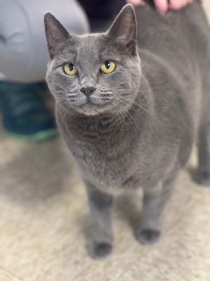 Cat for adoption - Kittens at Midlothian PetSmart store, a