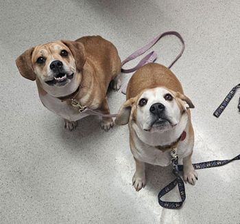 Budah & Ember, an adoptable Beagle & English Bulldog Mix in West Decatur, PA_image-1