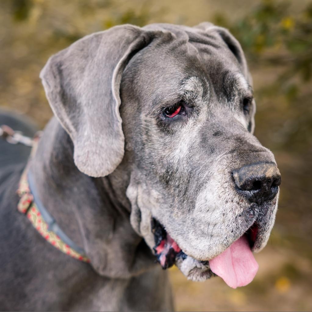 Indy, an adoptable Great Dane in Huntington, WV, 25704 | Photo Image 1