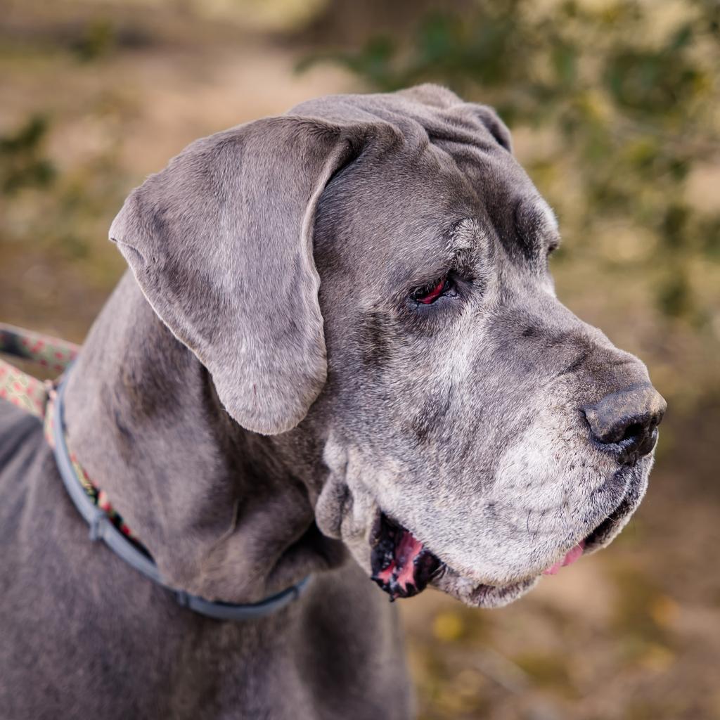 Indy, an adoptable Great Dane in Huntington, WV, 25704 | Photo Image 2