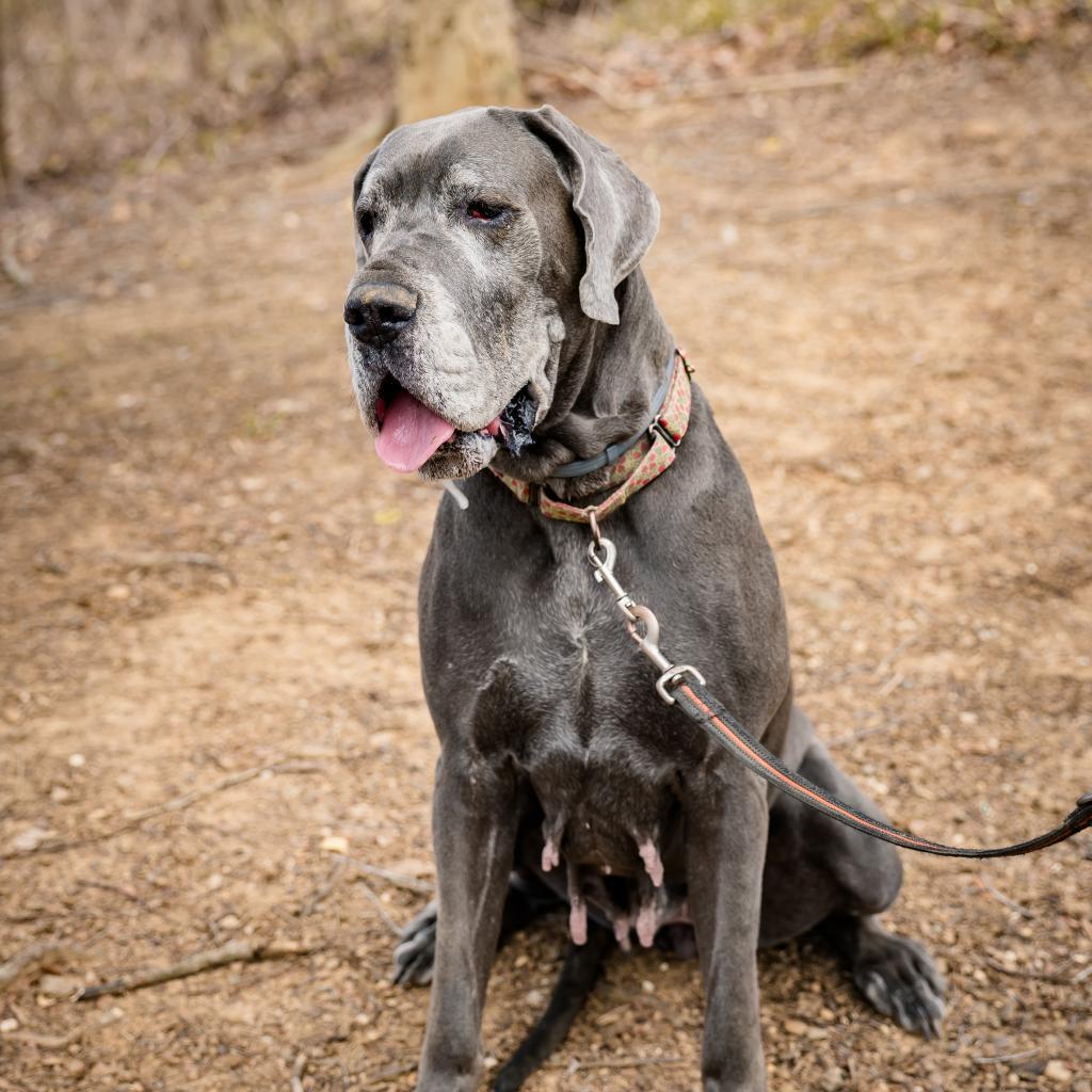 Indy, an adoptable Great Dane in Huntington, WV, 25704 | Photo Image 3