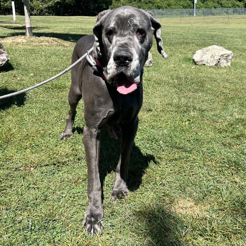 Indy, an adoptable Great Dane in Huntington, WV, 25704 | Photo Image 4