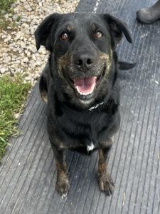 Raven, an adoptable Labrador Retriever, Spaniel in Sistersville, WV, 26175 | Photo Image 1