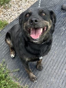 Raven, an adoptable Labrador Retriever, Spaniel in Sistersville, WV, 26175 | Photo Image 2