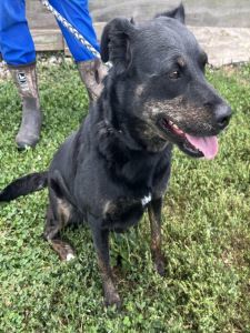 Raven, an adoptable Labrador Retriever, Spaniel in Sistersville, WV, 26175 | Photo Image 3