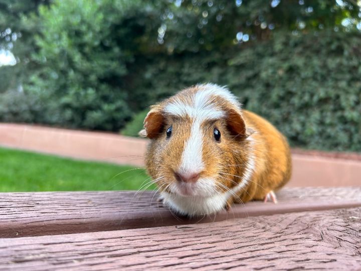 Guinea pig outlet pear