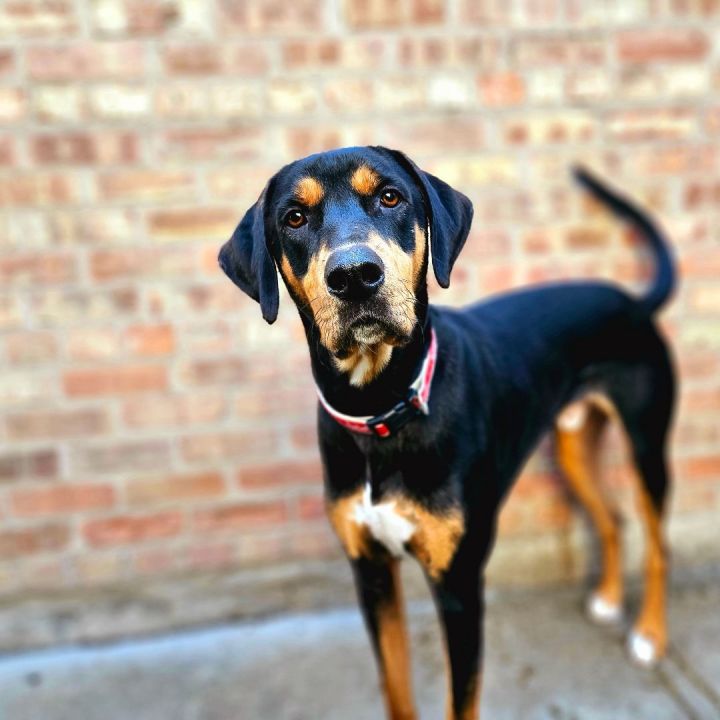 Bo (ADOPTED!), an adopted Hound & Rottweiler Mix in Chicago, IL_image-1