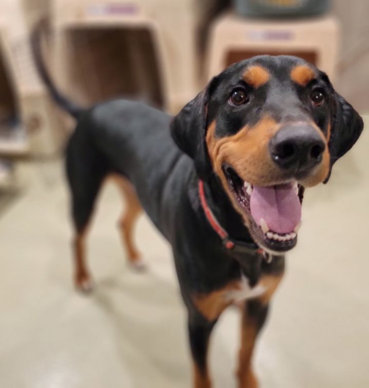 Bo (ADOPTED!), an adopted Hound & Rottweiler Mix in Chicago, IL_image-4