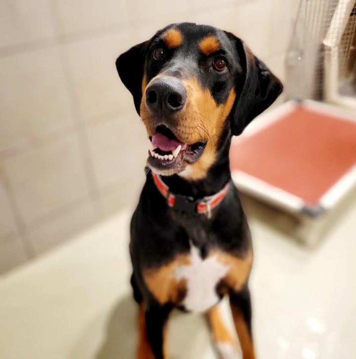 Bo (ADOPTED!), an adopted Hound & Rottweiler Mix in Chicago, IL_image-6