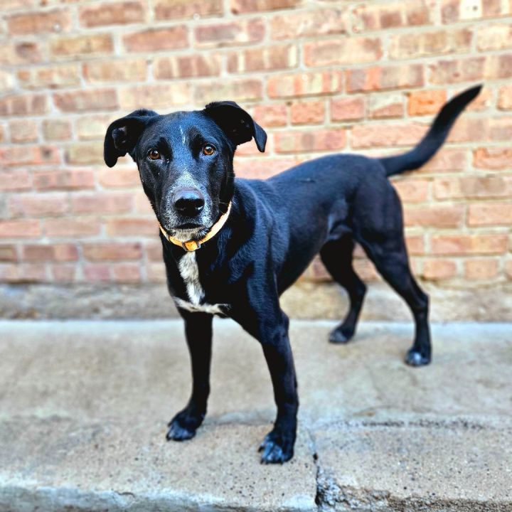 Ellie (ADOPTED!), an adopted Shepherd & Border Collie Mix in Chicago, IL_image-2