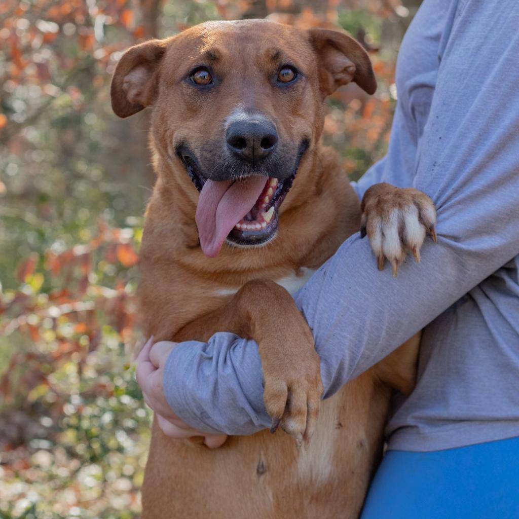Princess, an adoptable Chocolate Labrador Retriever, Hound in QUINCY, FL, 32351 | Photo Image 1