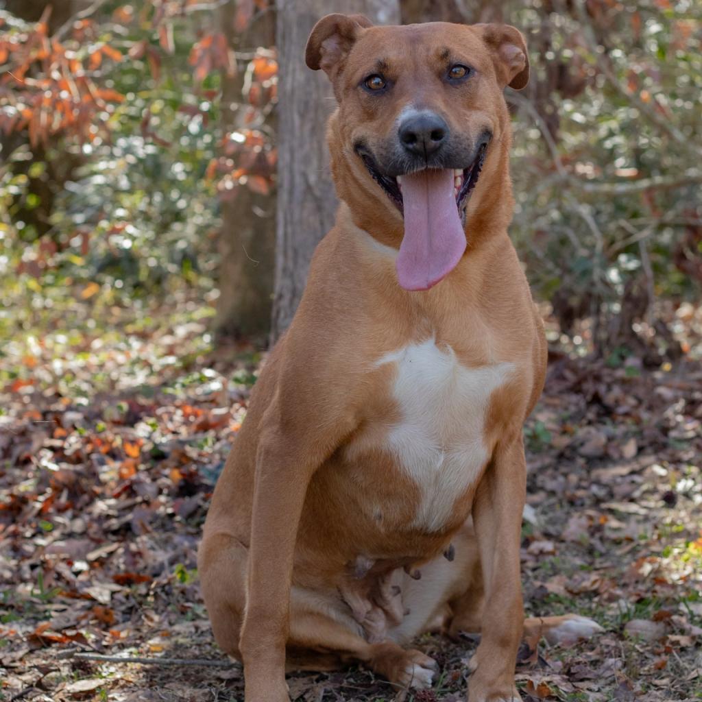 Princess, an adoptable Chocolate Labrador Retriever, Hound in QUINCY, FL, 32351 | Photo Image 2