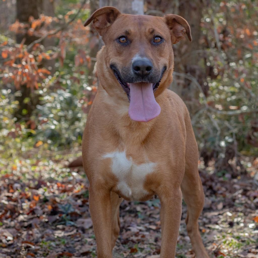 Princess, an adoptable Chocolate Labrador Retriever, Hound in QUINCY, FL, 32351 | Photo Image 3