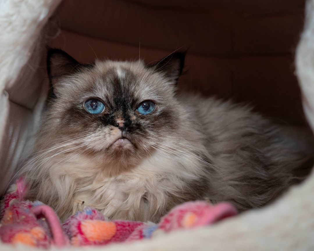 Sapphire, an adoptable Himalayan in North Haven, CT, 06473 | Photo Image 1
